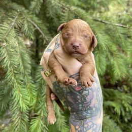 Amber - Red  female Goldendoodle puppy in Roseburg, Oregon from Dbos Furry Friends