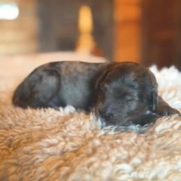 Boone - Merle male Goldendoodle puppy in Millville, California from Hope Lane Kennels