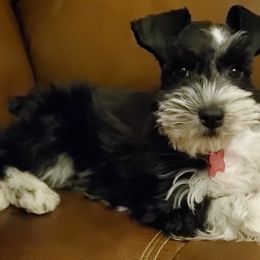 Miniature Schnauzers from Lorrie Duckett