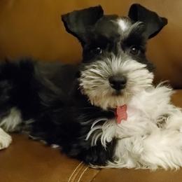 Miniature Schnauzers from Lorrie Duckett