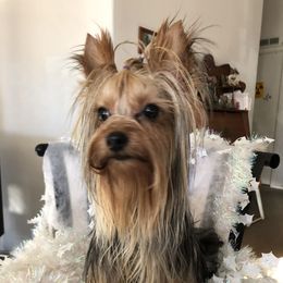 Cameo - Yorkshire Terrier