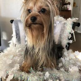 Cameo - Yorkshire Terrier