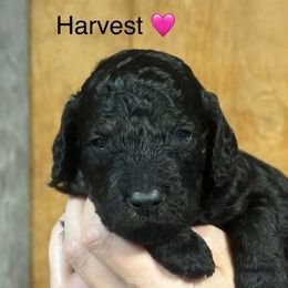 Harvest - Black phantom female Aussiedoodle puppy in Greensburg, Kentucky from Doodle Me Crazy
