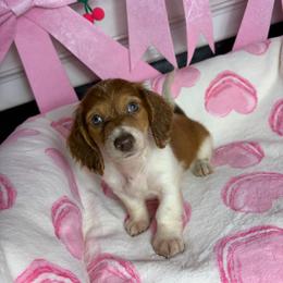 Chucky - Piebald male Dachshund puppy in Lake City, Florida from My Ditzy Doxies of Florida