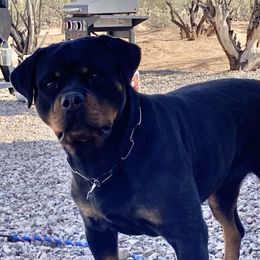 Bella - Rottweiler