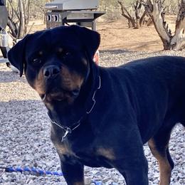 Bella - Rottweiler