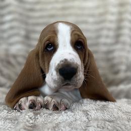 Whoppers (brown) - Black white and brown male Basset Hound puppy in Kingsport, Tennessee from Bear’s Bassets