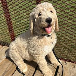 Whiskey - Apricot male Goldendoodle puppy in Water Valley, Mississippi from Olympian Doodles