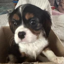 Sadie - Tri-color female Cavalier King Charles Spaniel puppy in Ocala Fl, Florida from Encore Cockers