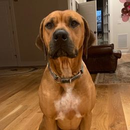 Rhodesian Ridgeback and Xoloitzcuintli All Grown Up from Venus Rhodesian Ridgebacks