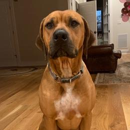 Rhodesian Ridgeback and Xoloitzcuintli All Grown Up from Venus Rhodesian Ridgebacks