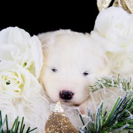 Aspen - White and biscuit female Samoyed puppy in West Jordan, Utah from Rocky Mountain Samoyeds