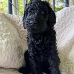 Henry- Boy 1 (navy collar) - Black male Goldendoodle puppy in Auburn, Indiana from Cooper’s Doodles