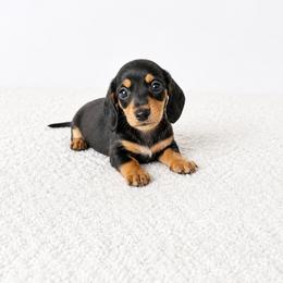Black female - Black and cream female Dachshund puppy in Wahiawa, Hawaii from Versatile Ohana