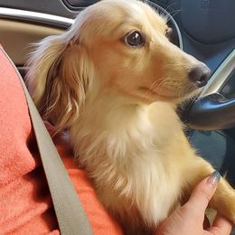 Dachshunds from Rigdon's dachshunds