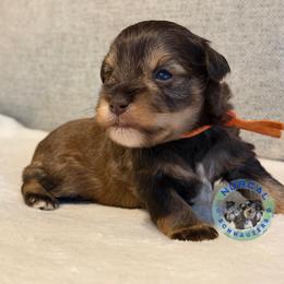 Murphy - Liver male Miniature Schnauzer puppy in Magalia, California from NorCal Schnauzers