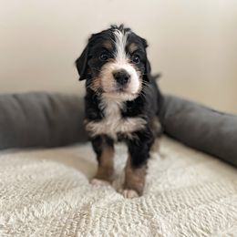 Miss Aqua - Bernedoodle puppy in Seattle, Washington from Mochi Bernedoodles