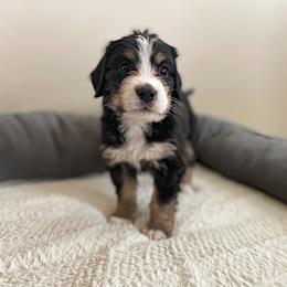 Miss Aqua - Bernedoodle puppy in Seattle, Washington from Mochi Bernedoodles