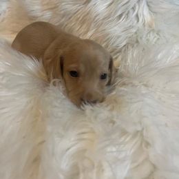 Only Female left Piebald - Piebald Dachshund puppy in Oklahoma City, Oklahoma from Diana's Dachshunds