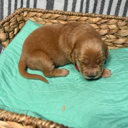 Ruth - Golden female Golden Retriever puppy in Sandy, Oregon from Treasured K-9s