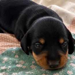 Cash - Black and tan male Dachshund puppy in Salem, Oregon from Longdox Mini Dachshunds