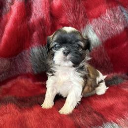 Luna AKC Champion Bloodline - Tricolor female Shih Tzu puppy in Long Beach, California from Shih Zu’s of Long Beach