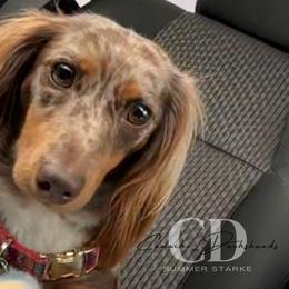 Dachshund Puppies from Camacho_Dachshunds