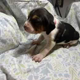 Girl 1 - Tri-colored female Treeing Walker Coonhound puppy in Vermontville, Michigan from Stackem Up Kennel