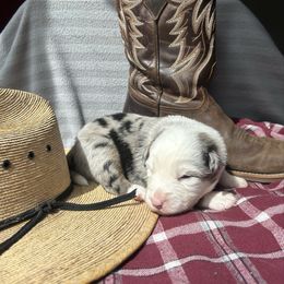 Howdy - Blue merle male Australian Shepherd puppy in Litchfield, New Hampshire from Aussies Edge Farm