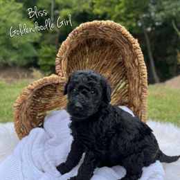 Bliss - Black female Goldendoodle puppy in Grove, Oklahoma from Guinn Family Farms