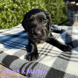 Lilac Collar - Black female English Cocker Spaniel puppy in Ohatchee, Alabama from Otter Creek Kennels