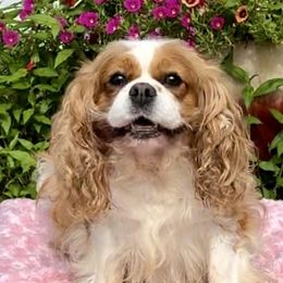 Pumpkin - Cavalier King Charles Spaniel