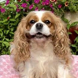 Pumpkin - Cavalier King Charles Spaniel