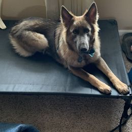 Nova - German Shepherd