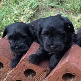 Miniature Schnauzers from Lorraine's Miniature Schnauzers
