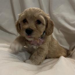 Havanese and Havapoo Puppies from Havanese With Love Breeding Co.