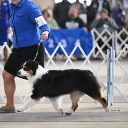 Australian Shepherds from Northern Latitudes