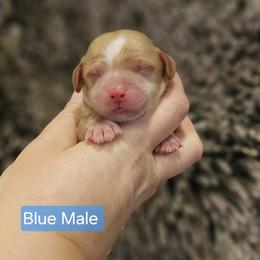 Blue Male - Red and white male Cockapoo puppy in Mocksville, North Carolina from Hunting Creek Farm & Kennel