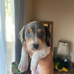 Spot - Dapple male Dachshund puppy in Yuba City, California from The Navarro Furbabies