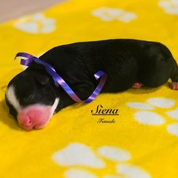 Pick Number 8 - Black and white female Sheepadoodle puppy in Spokane, Washington from Downriver Doodles