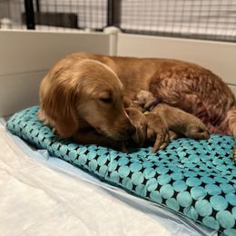 Dachshund and Golden Retriever Puppies from Wyo Dachshunds & Goldens