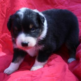 Cheeto - Black tri-color female Australian Shepherd puppy in Laurel, Mississippi from Reeves Australian Shepherds