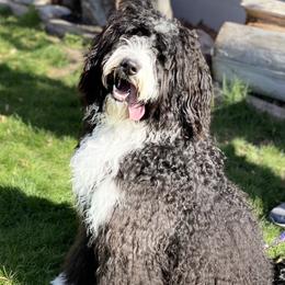 Nola - Bernedoodle