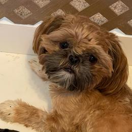 Kimmy - Shih Tzu