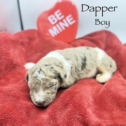 Dapper - male Golden Mountain Doodle puppy in Rome, Georgia from Victoria’s Designer Doodles