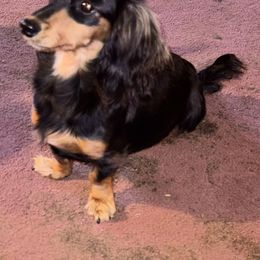 Shelby - Dachshund