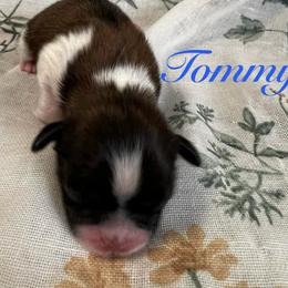 Tommy - Gold and white male Shih Tzu puppy in Hemet, California from Aloha Shih Tzu