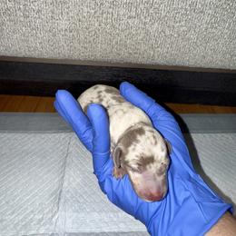 Iris - Dapple female Dachshund puppy in Orlando, Florida from Metro Doxies of Orlando