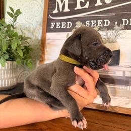 Orca - Blue male Great Dane puppy in Carencro, Louisiana from Halsey Danes