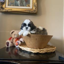 Boy 2 - Liver and white male Shih Tzu puppy in Troy, Michigan from "Shihtzu Best Friend"